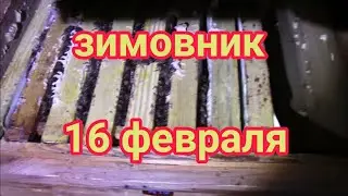Отличная зимовка пчёл.