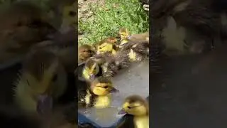 Утиный детский сад🦆 #утки #утята #животные #деревня #домвдеревне