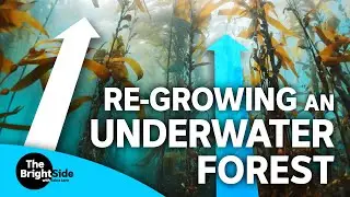 Regrowing an underwater forest, and other climate solutions | The BrightSide