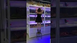 Мой стеллаж с аквариумами для креветок❤️‍🔥 