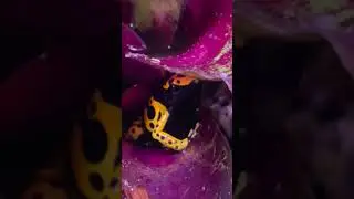 Sneaky poison dart frog #shorts