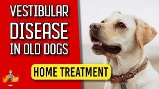 5 Essential Home Treatment Tips for Old Dog Vestibular Disease - Dog Health Vet Advice