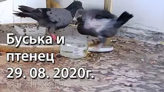 Буська и птенец 29. 08. 2020г.