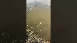 Трофеи малой реки 