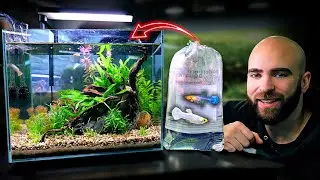 Making An EXOTIC GUPPY Nano Tank (SNOW WHITE GUPPYS!!)