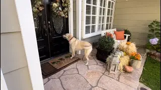 Trick Or Treating Started Early This Year By Dog Ringing Neighbor’s Doorbell #dog #halloween #pets