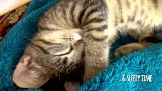 My daily kitten routine