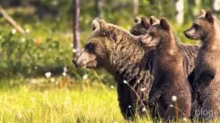 умный ребенок дикие животные