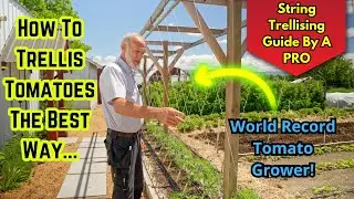 Master Tomato Trellising with a World Record Grower! Tips & Advice!