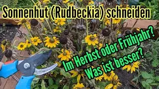 Rudbeckia schneiden im Herbst - Sonnenhut jetzt zurückschneiden oder besser erst im Frühjahr