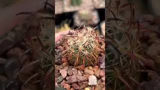 Echinomastus laui : spines change color when wet. 🌵✨🤝