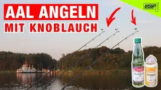 Aal angeln mit Knoblauch | Wurm als Köder am Kanal | Vergleich zweier Lockstoffe