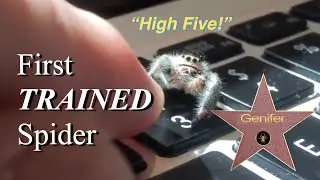 Genifer, the Adorable Trained Jumping Spider gives High Five