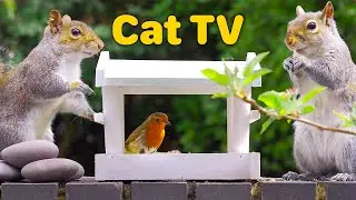 Cat TV for Cats to Watch 😸 Small Birds and Naughty Squirrels 🐿 Bird Videos for Cats (4K)