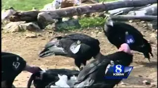 Condors released into Big Sur wilderness