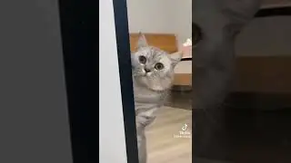 Коты с другой планеты