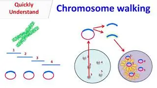 Chromosome walking