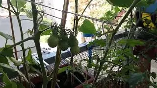 ОГОРОД НА БАЛКОНЕ