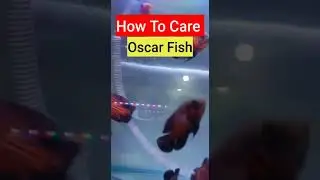 How to Care your oscar fish 🐟#ashokaqua #viral #shorts