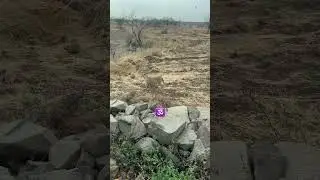 #tiger