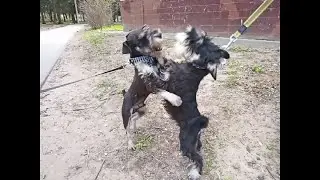 Give me a dog, please.