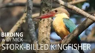 Stork-billed Kingfisher call | Pelargopsis capensis