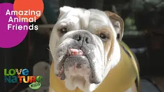 Porcupine Teams Up with Bulldogs to Rescue Animals | Love Nature Kids