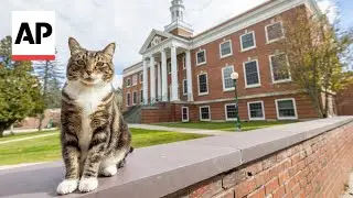 Max the cat is now a ‘doctor of litter-ature’ from Vermont State University