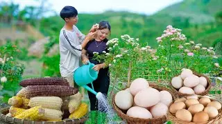 Sang Vy's farm life Duck eggs, Corn harvest, Planting trees, Flower garden - Green farm