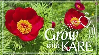 Grow with KARE: Extending peony season