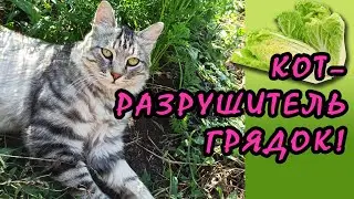 Кот разрушитель грядок! Наш курильский бобтейл😺 портит нам урожайный огород. Смешные коты в деревне😁