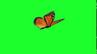 monarch butterfly || green screen magic || green screen video || butterfly green screen