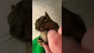 Squirrel Climbs Human Tree