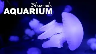 Sharjah Aquarium - Reef Sharks, Moray Eels, Clownfish, Jellyfish