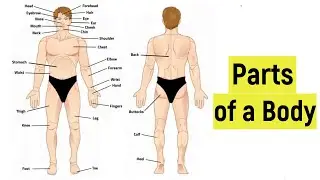 Parts of the body in English | External parts of a human body | Human anatomy | External body parts