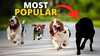 10 Most Popular Hound Dogs in the World