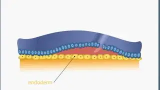 3RD WEEK NOTOCHORD FORMATION ANIMATION