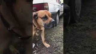 За калининградским Хатико пришли в приют.