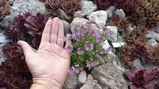 Растения для альпийской горки. Выращиваем из семян. Эринус альпийский.