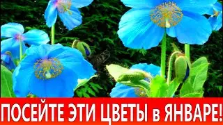 Посейте цветы в январе! Они станут украшением любого цветника или клумбы в саду!