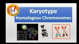 Karyotype and homologous chromosomes