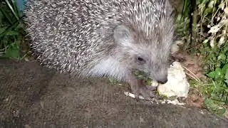 THIS SHOULD BE SEEN HEDGEHOGS EAT CRUMPETS