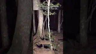 Nightmare in the woods🦌 #shorts #youtubeshorts