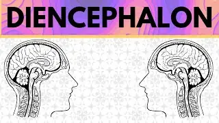 Diencephalon Explained - Epithalamus, Thalamus, Subthalamus and Hypothalamus