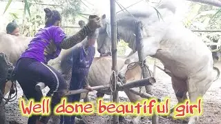 Well done, beautiful girl,Skilled breeding cows
