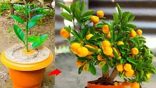 How to grow orange tree from orange || propagate grow orange tree at home