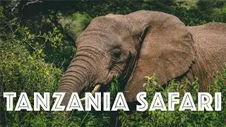 2020 Tanzania Safari 4K - Lake Manyara and Serengeti National Park