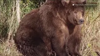 Fat Bear Week is finally here