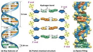 Biology Chapter 16 - The Molecular Basis of Inheritance