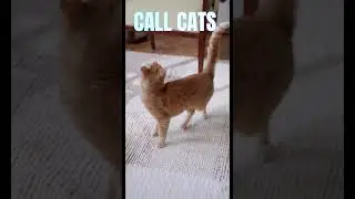 Cat Meow Sound To Attract A Cat 🙀